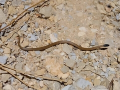 Rhynchocalamus melanocephalus
