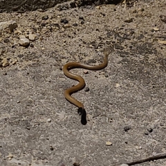 Rhynchocalamus melanocephalus