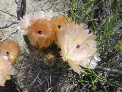 Austrocactus bertinii