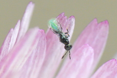 Macroglenes