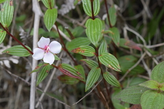 Monochaetum lineatum image