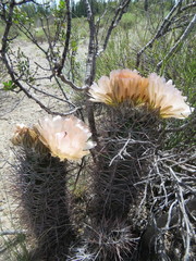 Austrocactus bertinii