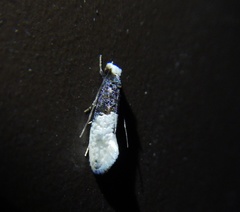Trichophaga tapetzella