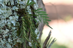 Pleopeltis pleopeltifolia