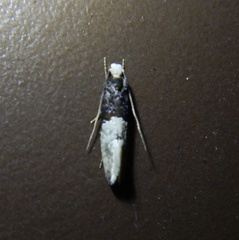 Trichophaga tapetzella