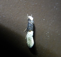 Trichophaga tapetzella