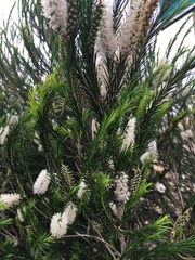 Melaleuca armillaris armillaris
