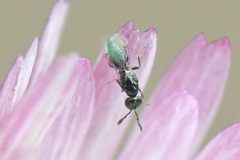 Macroglenes