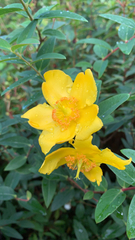 Hypericum × hidcoteense