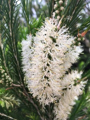 Melaleuca armillaris armillaris