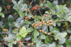 Ilex lohfauensis