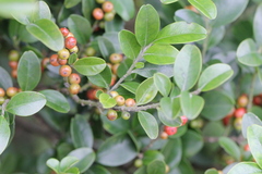 Ilex lohfauensis