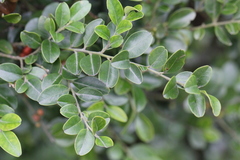 Ilex lohfauensis