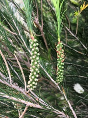 Melaleuca armillaris armillaris