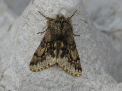 Apocheima hispidaria