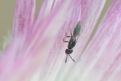 Macroglenes