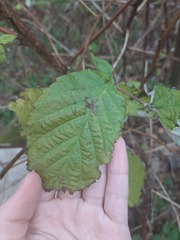 Rubus idaeus