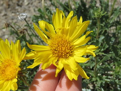 Grindelia patagonica