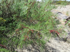 Prosopis alpataco