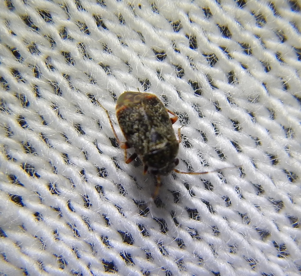 Hypseloecus visci