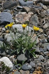 Crepis crocea