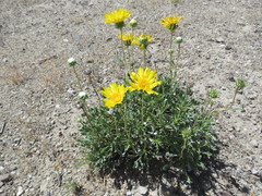 Grindelia patagonica