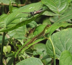 Anolis ventrimaculatus