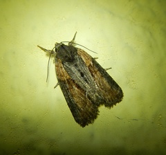 Bryophila raptricula