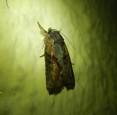 Bryophila raptricula