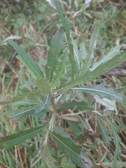 Cirsium arvense