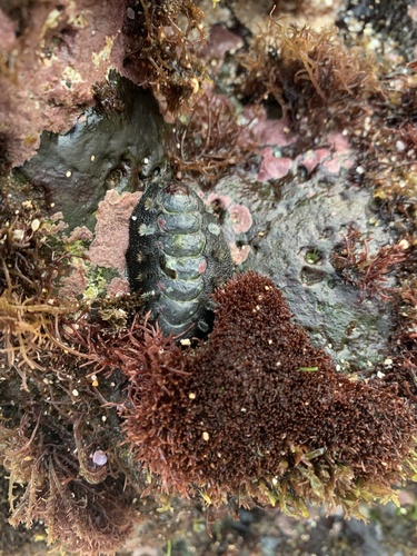 Acanthochitona viridis observed 2021-05-25