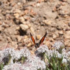 Capys alphaeus alphaeus