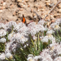 Capys alphaeus alphaeus