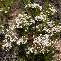 Capys alphaeus alphaeus