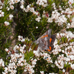 Capys alphaeus alphaeus
