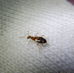 Stricticomus tobias
