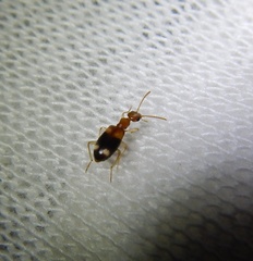 Stricticomus tobias