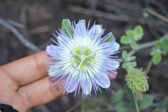Passiflora arida