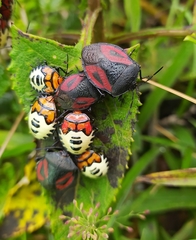 Brachystethus tricolor