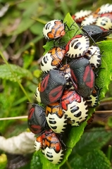 Brachystethus tricolor