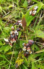 Brachystethus tricolor