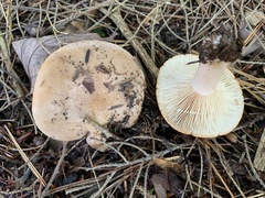 Lactarius imperceptus