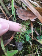 Achillea millefolium