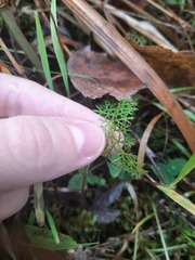 Achillea millefolium