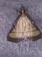 Cnaphalocrocis rutilalis