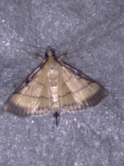 Cnaphalocrocis rutilalis