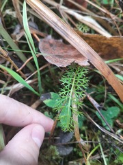 Achillea millefolium