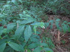 Pombalia communis