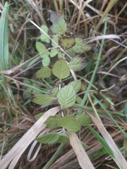 Mentha arvensis