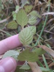 Mentha arvensis